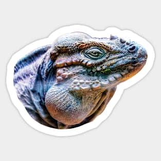 Rhinoceros Iguana Sticker